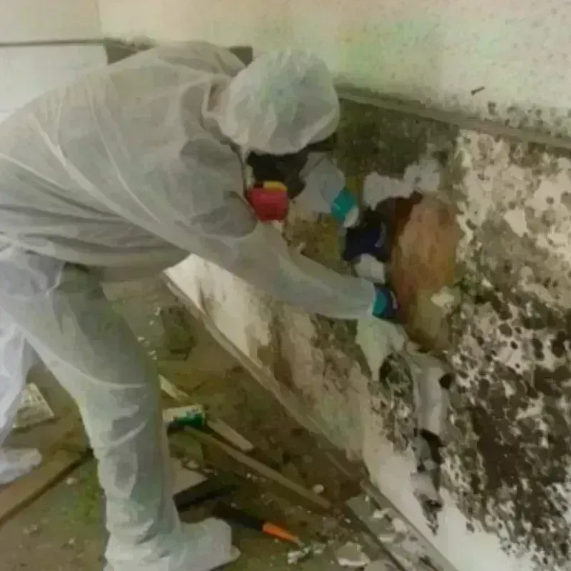 Mold Remediation and Removal in Chappell, NE